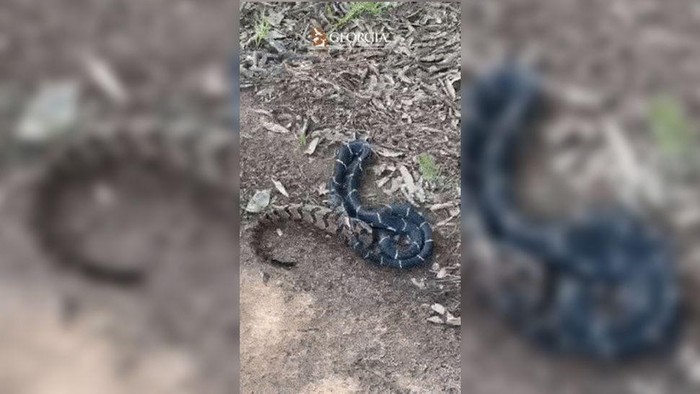 Video viral ular makan ular yang ukurannya lebih besar di Facebook tembus 2,3 juta views. Pemandangan tidak biasa ini diabadikan di Haddock, Georgia.
