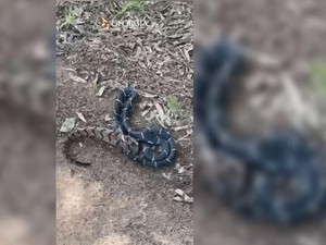 Video Viral Ular Makan Ular, Padahal Ukurannya Lebih Besar