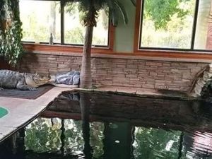 Hiii! Ada Aligator Berenang bareng Anak-anak