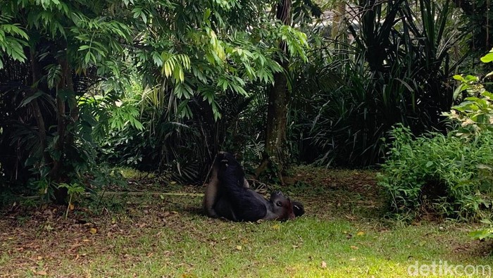 Gorila di Ragunan. (Mulia Budi/detikcom).