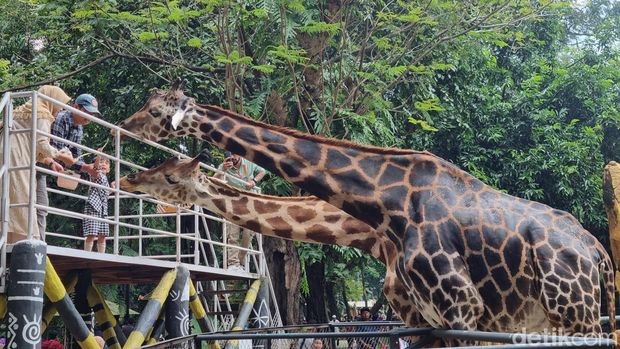 Hari kedua Lebaran 2024, Kebun Binatang Surabaya (KBS) mulai didatangi pengunjung