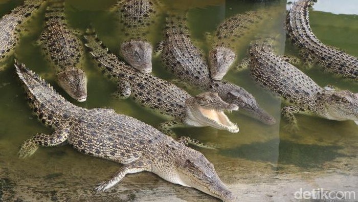 Wisata Buaya Asam Kumbang, Medan. (Elisabeth Christina/detikSumut)