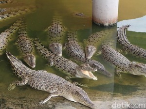 6 Jenis Hewan yang Paling Setia dengan Pasangannya, Buaya Termasuk?