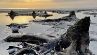 Pada bulan Januari 2014, badai musim dingin terdashyat terjadi di sepanjang pantai Wales. Badai ini mengungkapkan sisa-sisa hutan prasejarah yang membatu di dekat kota Borth. Terlihat pohon ek dan pinus yang telah terkubur sekitar 4.600 tahun yang lalu. Foto: Eveengland-Wikimedia (Wikipedia)