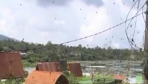 Kumpulan laba-laba hitam bersarang di kabel dan barang pohon di Kintamani, Bangli, Bali, Jumat (12/4/2024). (Agus Eka/detikBali)