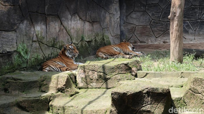 Pasangan harimau Benggala di Kebun Binatang Bandung