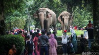 Pengunjung mengamati Gajah Sumatera (Elephas maximus sumatranus) di Taman Margasatwa Ragunan, Jakarta, Jumat (12/4/2024).