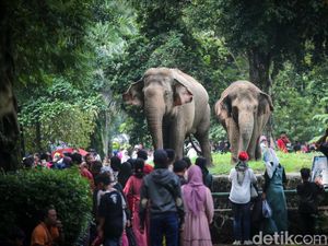 16 September 2024 Libur Maulid Nabi, Apakah Ragunan Buka?