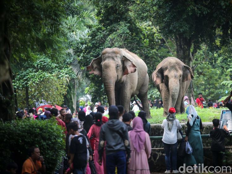 Ragunan Dipadati Ribuan Pengunjung saat Libur Lebaran
