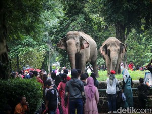 16 September 2024 Libur Maulid Nabi, Apakah Ragunan Buka?