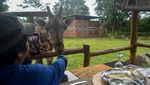 Sensasi Makan Bersama Jerapah di Bogor