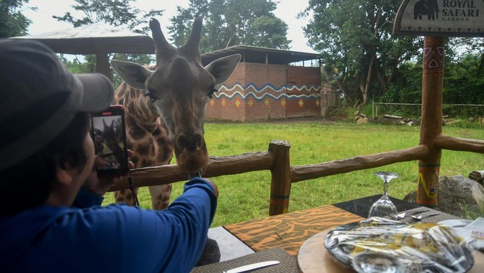 Pengunjung memberi makan jerapah (Giraffa camelopardalis) di Royal Safari Garden, Cisarua, Kabupaten Bogor, Jawa Barat, Jumat (12/4/2024). Wisata makan bersama jerapah (Dine with Giraffe) tersebut selain menjadi destinasi wisata favorit juga memberikan pengalaman baru bagi pengunjung berinteraksi dengan jerapah dalam mengisi libur Hari Raya Idul Fitri 1445 Hijriyah. ANTARA FOTO/Arif Firmansyah/pras.