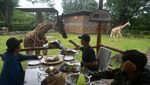 Sensasi Makan Bersama Jerapah di Bogor