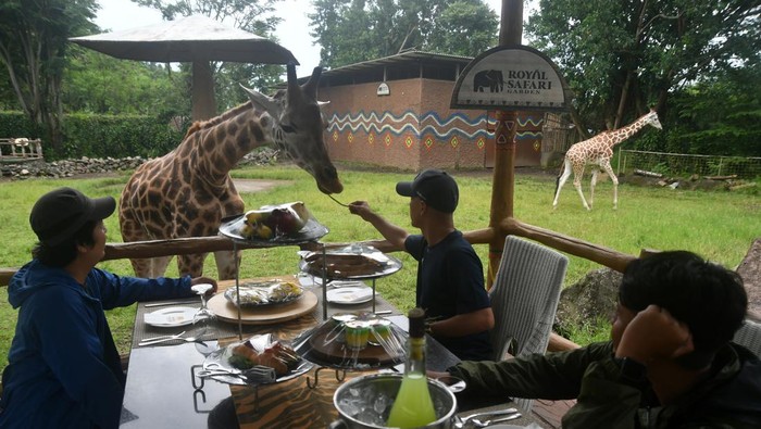 Sensasi Makan Bersama Jerapah di Bogor Pengunjung memberi makan jerapah (Giraffa camelopardalis) di Royal Safari Garden, Cisarua, Kabupaten Bogor, Jawa Barat, Jumat (12/4/2024). Wisata makan bersama jerapah (Dine with Giraffe) tersebut selain menjadi destinasi wisata favorit juga memberikan pengalaman baru bagi pengunjung berinteraksi dengan jerapah dalam mengisi libur Hari Raya Idul Fitri 1445 Hijriyah. ANTARA FOTO/Arif Firmansyah/pras.