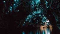 Pada tahun 1887, Kepala Suku Maori Tane Tonorau dan penjelajah Inggris Fred Mace menemukan sebuah tempat menakjubkan di New Zealand. Tempat ini adalah gua yang diterangi oleh cahaya biru kehijauan di dalamnya. Langi-langit gua dipenuhi batu kapur yang dihuni ribuan makhluk bercahaya. Makhluk ini adalah larva agas jamur karnivora yang disebut Arachnocampa luminosa atau cacing pendar.  Foto: Instagram Resmi Gua Waitomo Glowworm/@ waitomoglowwormcaves