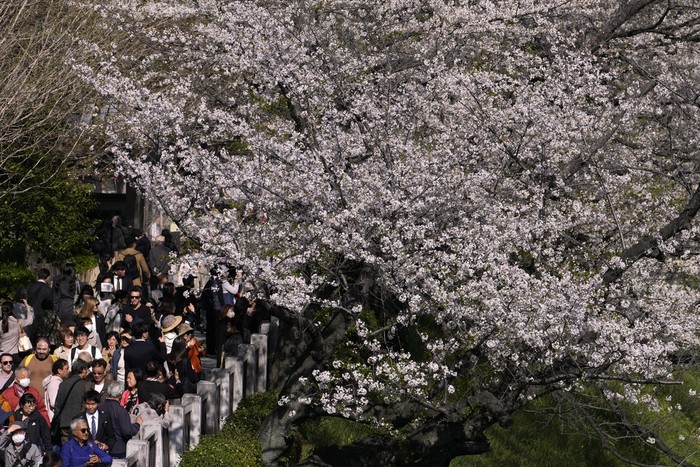 People take pictures with the cherry blossoms in full bloom at the Chidorigafuchi palace moat in Tokyo Wednesday, April 10, 2024. (AP Photo/Shuji Kajiyama)