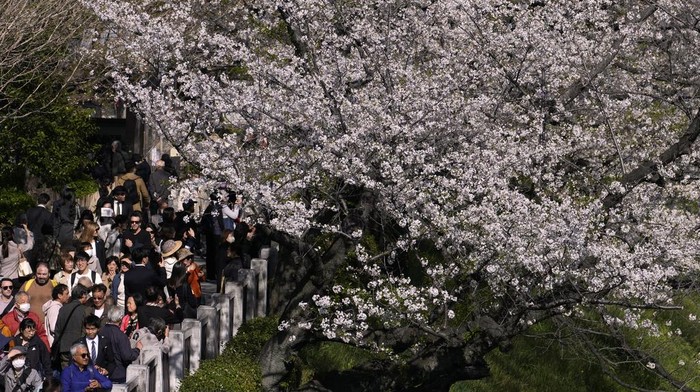 Antusias Warga Jepang Sambut Bunga Sakura Bermekaran People take pictures with the cherry blossoms in full bloom at the Chidorigafuchi palace moat in Tokyo Wednesday, April 10, 2024. (AP Photo/Shuji Kajiyama)