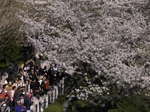 Cantiknya Bunga Sakura Hiasi Musim Semi di Toronto
