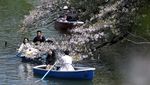 Antusias Warga Jepang Sambut Bunga Sakura Bermekaran