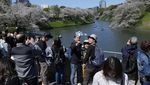Antusias Warga Jepang Sambut Bunga Sakura Bermekaran