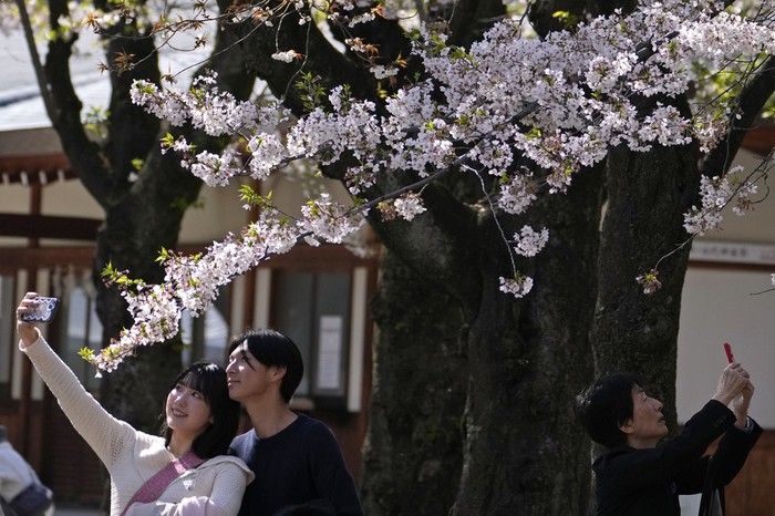 People take pictures with the cherry blossoms in full bloom at the Chidorigafuchi palace moat in Tokyo Wednesday, April 10, 2024. (AP Photo/Shuji Kajiyama)