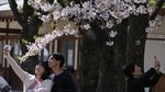 Antusias Warga Jepang Sambut Bunga Sakura Bermekaran