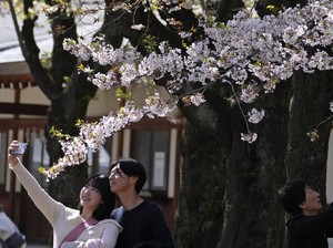 Yang Paling Ditunggu di Jepang, Tanggal Bunga Sakura Mekar