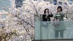 Antusias Warga Jepang Sambut Bunga Sakura Bermekaran