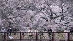 Antusias Warga Jepang Sambut Bunga Sakura Bermekaran