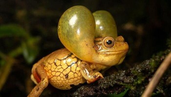 Inilah Katak Kulit Suriname yang Menakjubkan Foto: Boredpanda