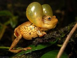 Keunikan di Bumi Bikin Mata Melotot