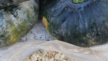 Telur Semut Dijual Di Desa Suku Assam India. Foto: Boredpanda