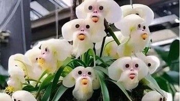 Drakula Simia, Disebut Juga Anggrek Monyet Atau Drakula Yang Mirip Monyet Foto: Boredpanda