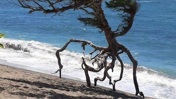 Pohon Ini Difoto Di Pantai Waihee, Maui, Kepulauan Hawaii, Tampak Seperti Sedang Berjalan Atau Berlari. Foto: Boredpanda