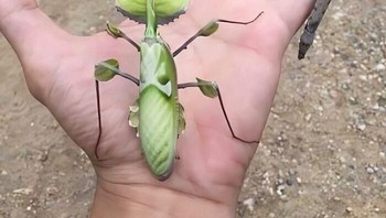 Mereka Bukan Daun Bisa menebaknya? Foto: Boredpanda
