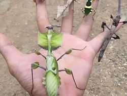 Keunikan di Bumi Bikin Mata Melotot