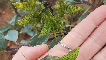 Tanaman Aneh Ini Memiliki Bunga Dengan Kelopak Bentuk Seperti Burung Kolibri Foto: Boredpanda