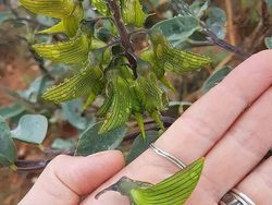 Keunikan di Bumi Bikin Mata Melotot