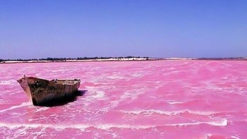 Di Senegal terdapat Danau Retba. Warna Pinknya Yang Berbeda Disebabkan Bakteri Dunaliella Salina Yang Tertarik Dengan Kandungan Garam Danau Foto: Boredpanda