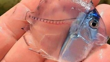 Ikan Transparan Foto: Boredpanda