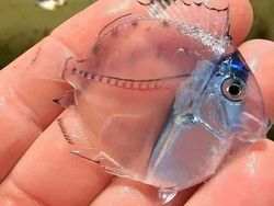 Keunikan di Bumi Bikin Mata Melotot