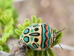 Keunikan di Bumi Bikin Mata Melotot