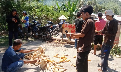 Jagung yang dibuang di jalan raya oleh Petani di Desa Laju, Kecamatan Langgudu, Kabupaten Bima, NTB, Sabtu (13/4/2024) imbas turun harga jagung. (Istimewa)