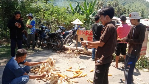Jagung yang dibuang di jalan raya oleh Petani di Desa Laju, Kecamatan Langgudu, Kabupaten Bima, NTB, Sabtu (13/4/2024) imbas turun harga jagung. (Istimewa)