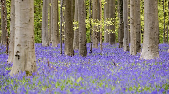 Terpesona Hamparan Bunga Bluebell di Hutan Belgia