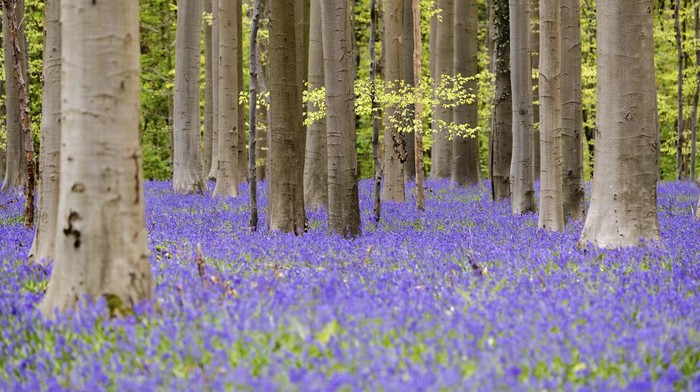 Terpesona Hamparan Bunga Bluebell di Hutan Belgia Bluebell flowers, also known as wild hyacinth, bloom in the Hallerbos forest in Halle, Belgium, on Thursday, April 11, 2024. Bluebells are particularly associated with ancient woodland where it can dominate the forest floor to produce carpets of violetβblue flowers. (AP Photo/Geert Vanden Wijngaert)