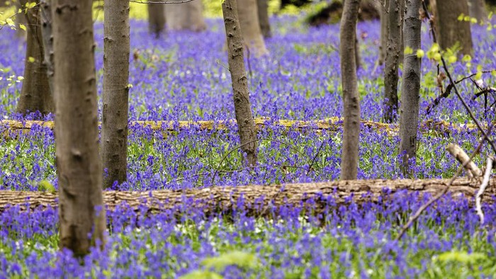 Terpesona Hamparan Bunga Bluebell di Hutan Belgia