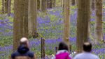 Terpesona Hamparan Bunga Bluebell di Hutan Belgia
