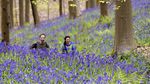 Terpesona Hamparan Bunga Bluebell di Hutan Belgia