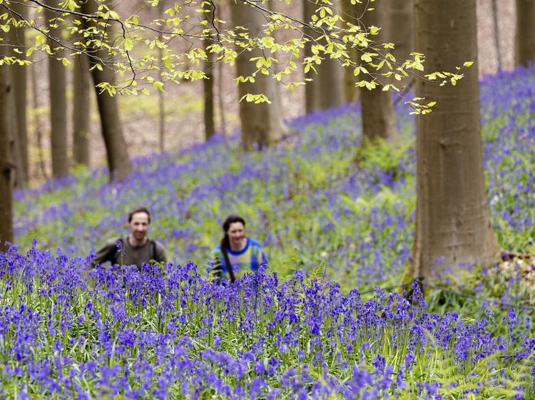 Terpesona Hamparan Bunga Bluebell di Hutan Belgia